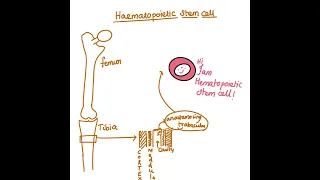 Haematopoietic stem cell markers