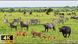 4K Wildlife of Okavango Delta Area, Botswana, Africa - Scenic Wildlife Film With African Music