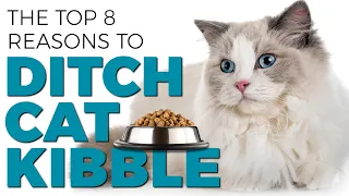 Top 8 reasons to stop feeding Cat Kibble