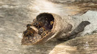 Introducción a la biología de las abejas sin aguijón