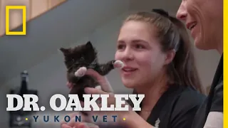 Kittens Galore | Dr. Oakley, Yukon Vet