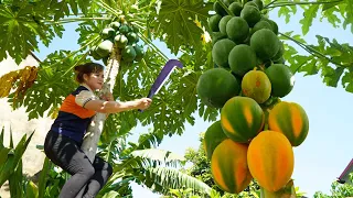 Harvesting Yellow Papaya Go to the Market to Sell - Cooking With Dad - Free New Life