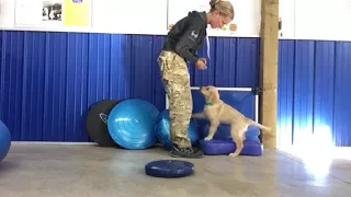 Introducing a new puppy to FitPAWS training