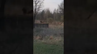 Чернобыльские лоси