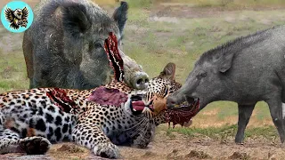 Fierce Survival Battles ! Extreme Fights Leopard vs Warthog, Wild Animals Fight