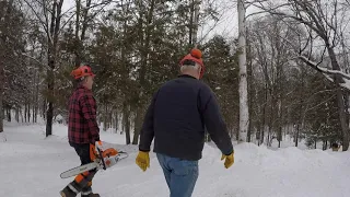 #384 Felling a Dead Birch Tree. Feeding the Boiler. STIHL MS261 Chainsaw. Firewood. outdoor channel.