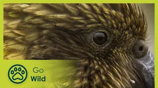 Beak & Brain: Genius Birds from Down Under - Go Wild