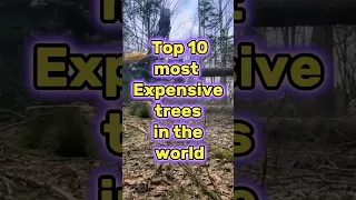 Top 10 Most Expensive Trees🌳 in the world🌏 #shorts #youtubeshorts #short #viral