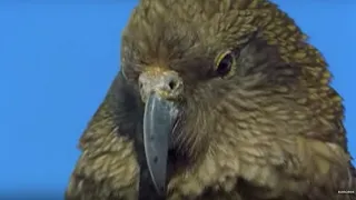 Sneaky Kea Raids A Garbage Bin | The Smartest Parrot | BBC Earth