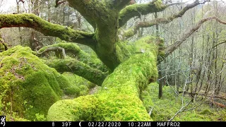 Pine marten playground