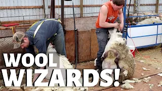 How, when & why we shear our sheep.  Vlog 235