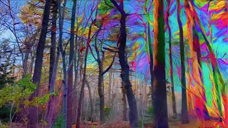 PSYCHEDELIC Nature (Psilocybin/Magic Mushroom Simulation)