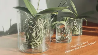 Phalaenopsis Orchid Care: How to Induce Flower Spikes