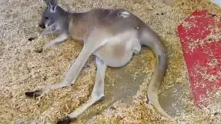Kangaroo with Joey in Pouch