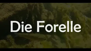 Die Forelle - The Trout : Franz Schubert D550 || Song & Lyrics [CC AR/CN/DE/EN/FR/JP/TN/TR/VT]