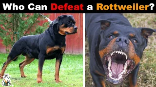 6 Dogs That Could Defeat a Rottweiler