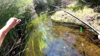 РУЧЕЙ ПО КОЛЕНО! Рыбалка на поплавок! Пешком по малым рекам!