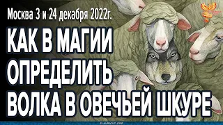 Как в магии определить волка в овечьей шкуре