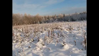 Охота. Охота на лося с лайкой. Собака оторвалась по полной.