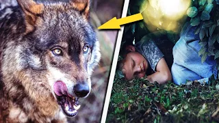 Wilk uratował chłopca, który zgubił się w lesie, później stało się coś niesamowitego...