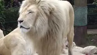 White Lion Roar