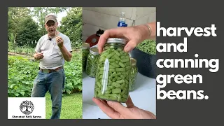 Growing Picking and Canning Blue Lake Bush Green Beans - Homesteading To Grow Your Own Food