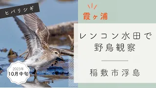 【野鳥観察】13種類！秋のシギ・チドリ｜稲敷市浮島地区
