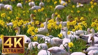 The Best Documentary Ever - 4K Wildlife/Birds Video 3.5 Hours Sounds of Snow Geese | Skagit Valley S