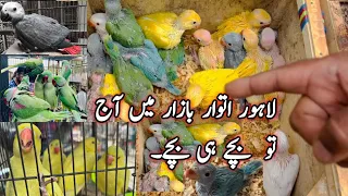 LAHORE SUNDAY BIRDS MARKET |RAW, RINGNECK (WHITE, YELLOW, GREEN, BLUE, GRAY) ALL CHICKS AVALIABLE |