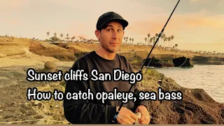 Sunset cliffs San Diego san diego bay | san diego fishing fish N tips