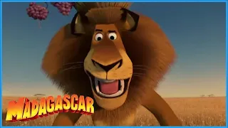 DreamWorks Madagascar | Surprised To See Me? | Madagascar: Escape 2 Africa Movie Clip