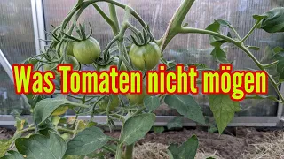 Was Tomaten nicht mögen - Diese Fehler solltest du beim Tomatenanbau unbedingt vermeiden!