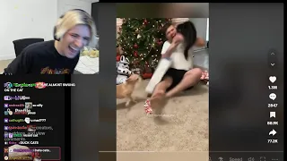 xQc Dies Laughing at Humans getting Attacked by Cats