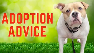 How to Train Your Rescue Dog: Start With Decompression #shelterdog