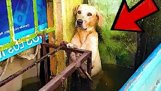 During the flood the owners abandoned and left the dog, look what happened...