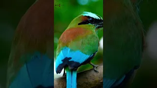 Colorful Motmot Bird #shorts #nature #bird #birds #birdslover #birdsounds #stressrelief