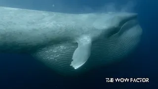 Blue Whale lunge feeding #gentlegiant