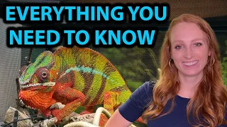 ULTIMATE PANTHER CHAMELEON CARE GUIDE