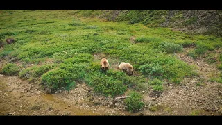 Два медведя в дикой природе Чукотки #Билибино #Медведи #Чукотка #Север