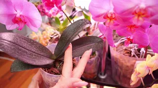 Самое время для полива орхидей Витаминами. Корни щеткой, активное развитие.