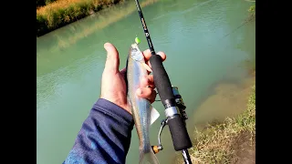 შამაია ალაზანზე სპინინგით 2020წ. favorite x1, sv fishing