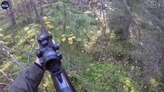 A HUNT like nothing you've ever seen before: 5 Wolves and 6 Bears in one single video.