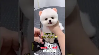 Funny puppy 😍 cute puppies & baby dogs   | funny animals | TikTok funny dog's video compilation #91