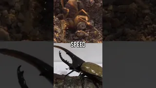 Camel Spider VS Hercules Beetle