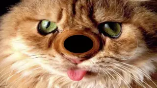 funny cats video clips 2016 funny animation cartoon funny animals