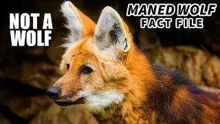 Maned Wolf Facts: NOT a WOLF 🐺 Animal Fact Files