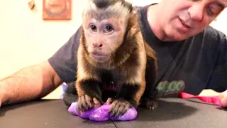 Capuchin Monkey Plays with Slime!