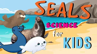 Seals | Science for Kids