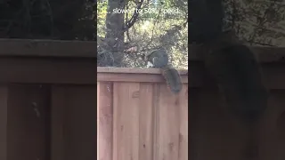 Baby Squirrels Reunited with Their Mother