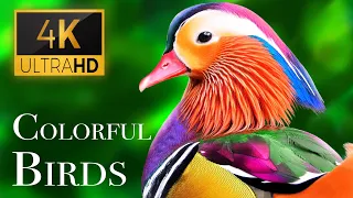 The Most Colorful Birds in 4K - Beautiful Birds Sound in the Forest | Scenic Relaxation Film